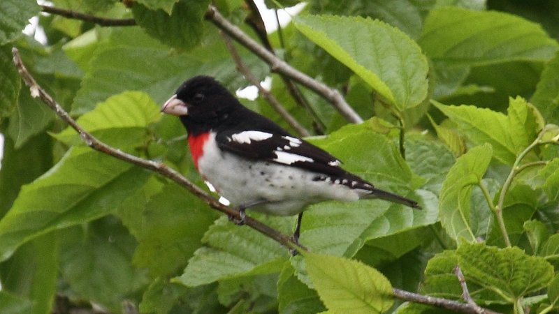 Rose-breasted Grosbeak High Island_2010_04_24_3845.JPG